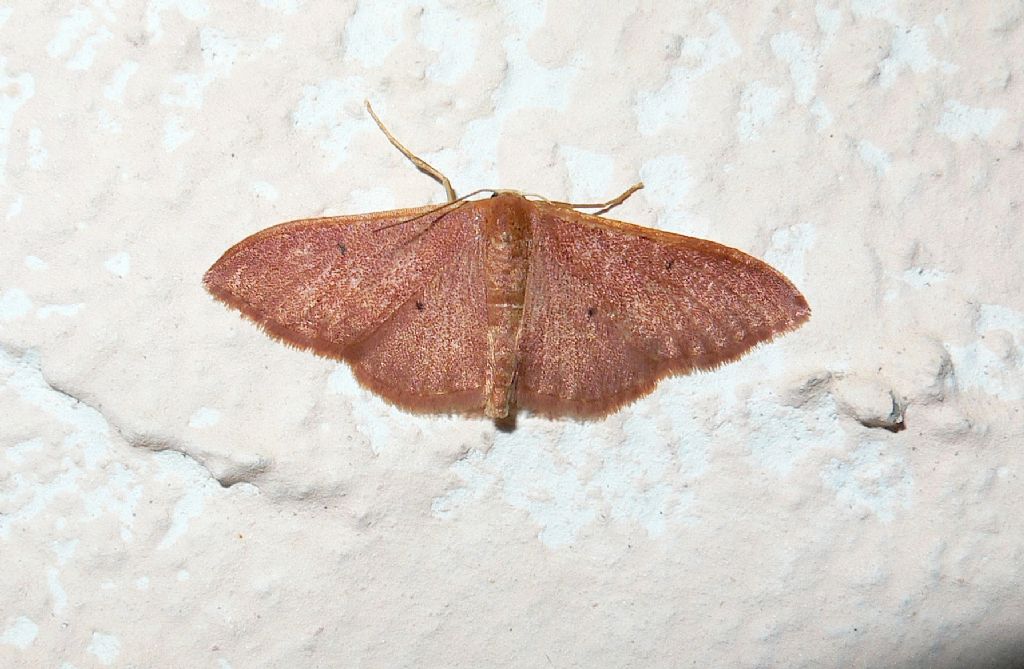 Idaea ?